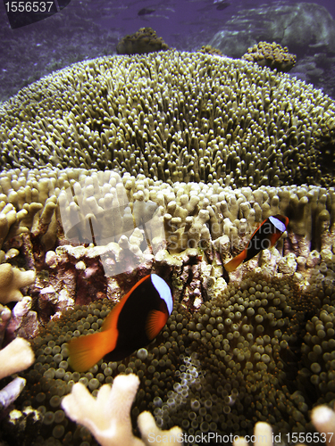 Image of Nemo Fish on the Great Barrier Reef