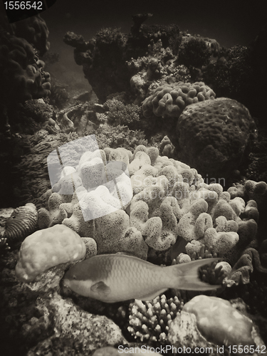 Image of Underwater Scene of Great Barrier Reef