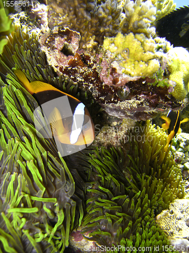 Image of Nemo Fish on the Great Barrier Reef