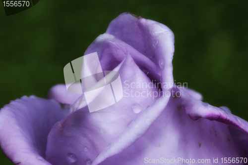 Image of Wet Purple Rose