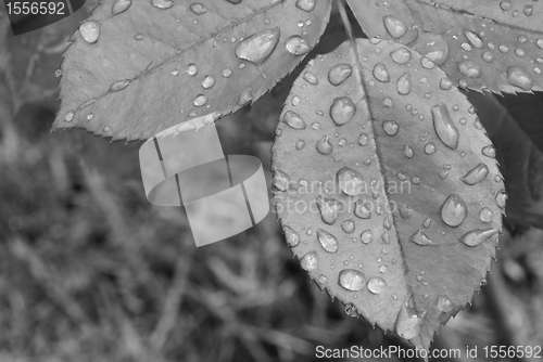 Image of Wet Leaves 