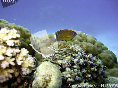 Image of Underwater Scene of Great Barrier Reef