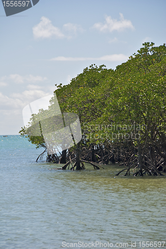 Image of Daintree National Park, Australia