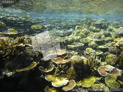 Image of Underwater Scene of Great Barrier Reef