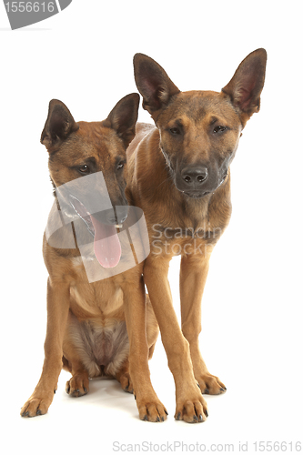 Image of two Belgian Shepherd Dog (Malinois)puppies