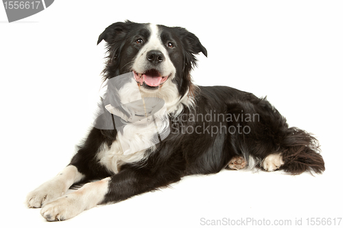 Image of black and white border collie