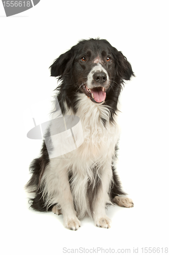 Image of border collie sheepdog