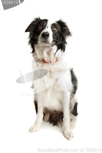 Image of black and white border collie