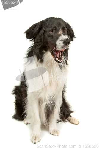 Image of border collie sheepdog