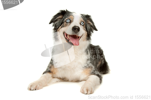 Image of border collie sheepdog