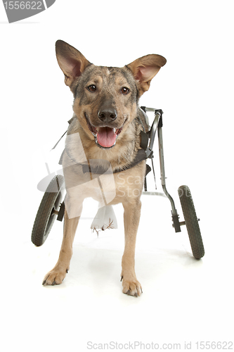 Image of dog in a wheelchair