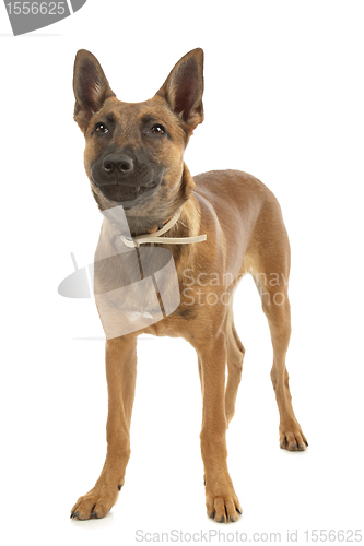 Image of Belgian Shepherd Dog Malinois puppy