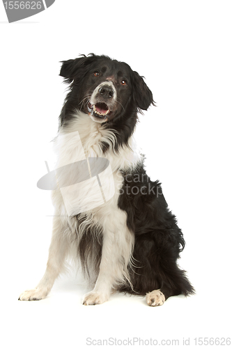 Image of border collie sheepdog