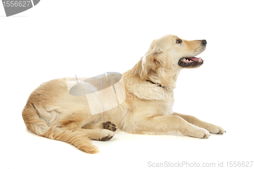 Image of Golden Retriever