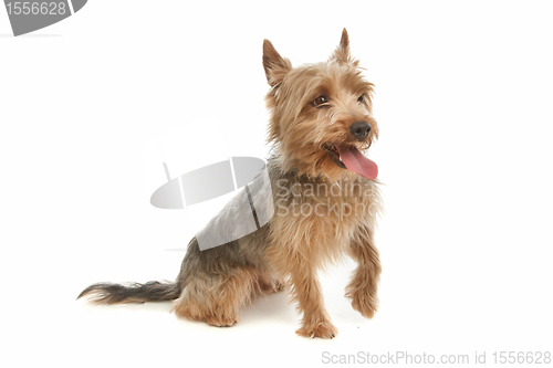 Image of Yorkshire terrier