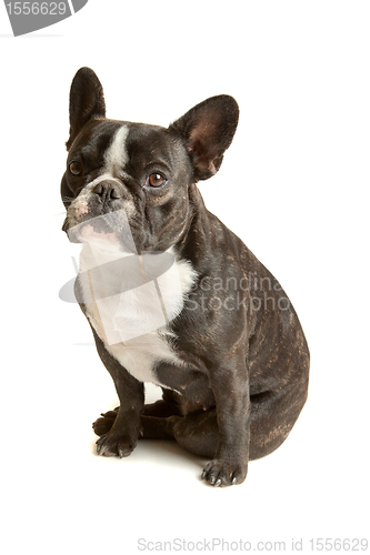 Image of French Bulldog