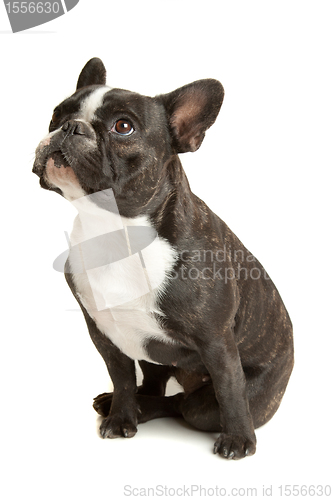 Image of French Bulldog