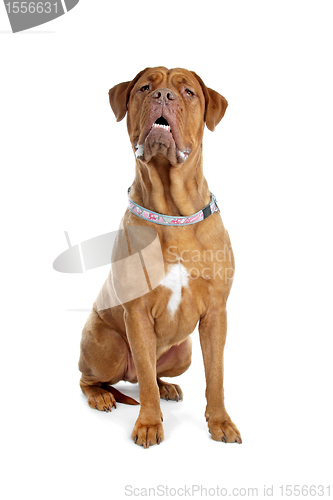 Image of Bordeaux dog or French Mastiff