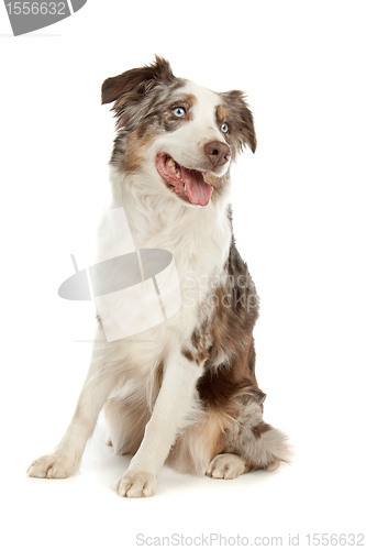 Image of border collie sheepdog