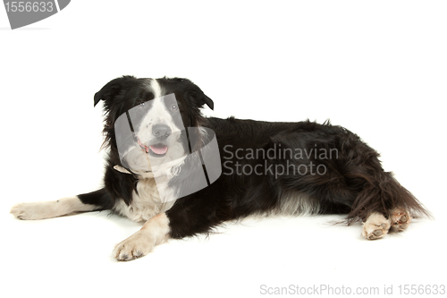 Image of black and white border collie