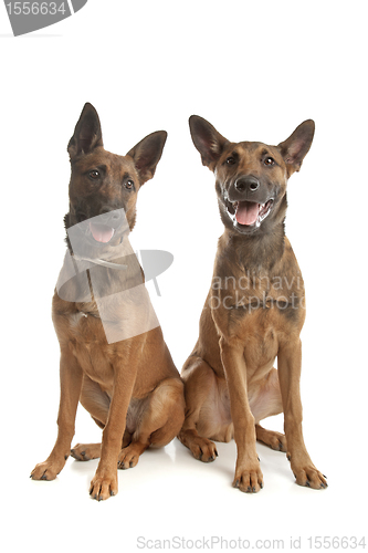 Image of two Belgian Shepherd Dog (Malinois)puppies