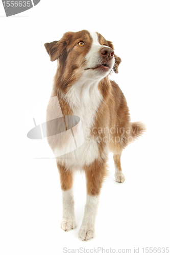 Image of Australian Shepherd
