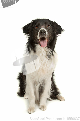 Image of border collie sheepdog