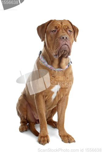 Image of Bordeaux dog or French Mastiff