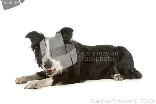 Image of black and white border collie