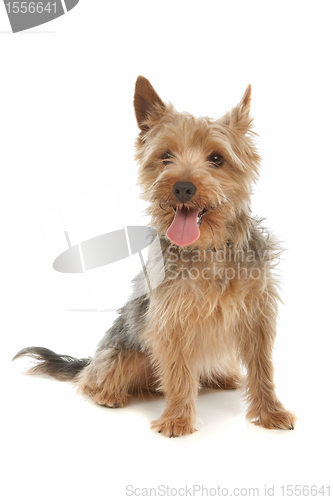 Image of Yorkshire terrier