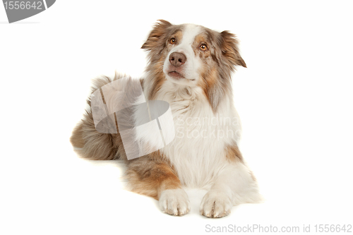 Image of Australian Shepherd