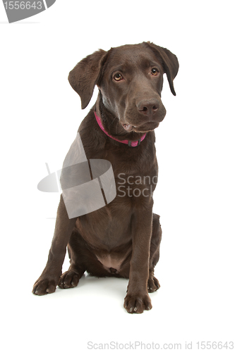 Image of Chocolate Labrador Retriever