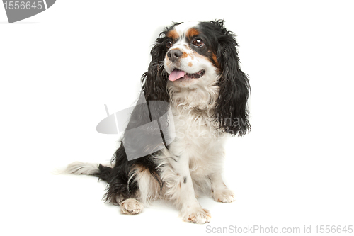 Image of cavalier king charles