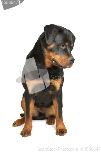 Image of Rottweiler