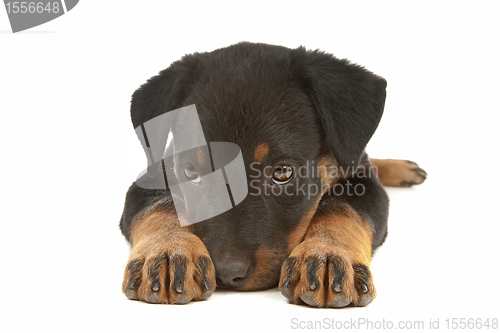 Image of Rottweiler puppy