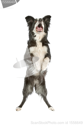 Image of black and white border collie