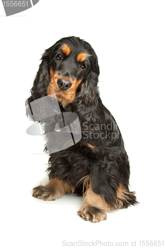 Image of Black and Tan English Cocker Spaniel