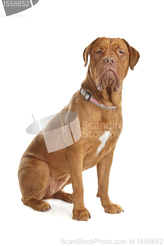 Image of Bordeaux dog or French Mastiff