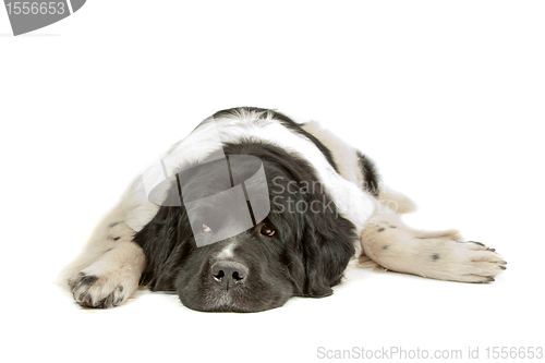 Image of Landseer dog