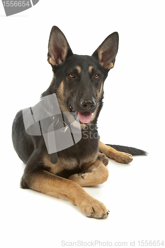 Image of German Shepherd