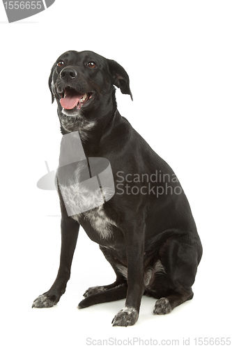 Image of mixed-breed dog