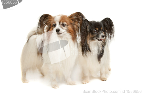 Image of two Papillon dogs