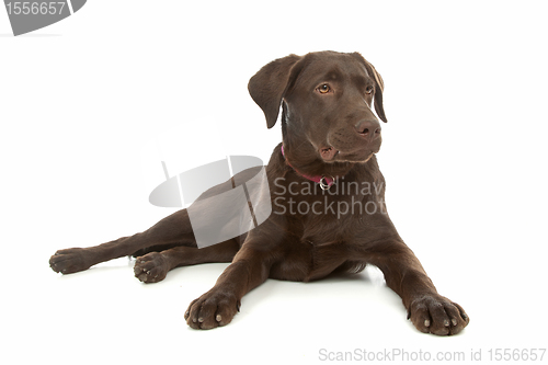 Image of Chocolate Labrador Retriever
