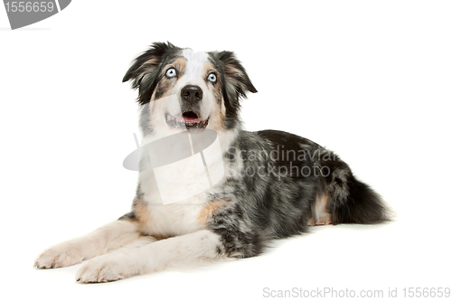 Image of border collie sheepdog