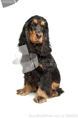 Image of Black and Tan English Cocker Spaniel