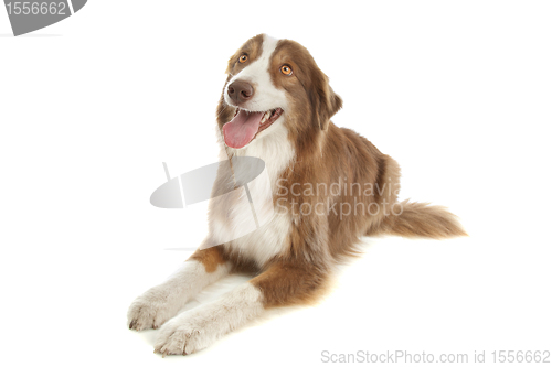 Image of Australian Shepherd