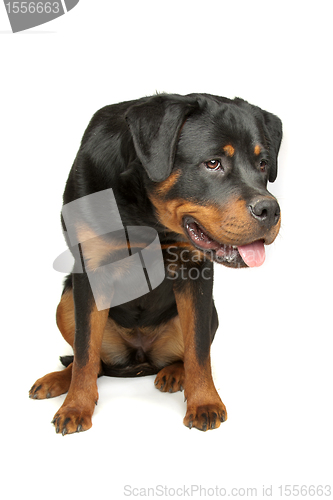 Image of Rottweiler