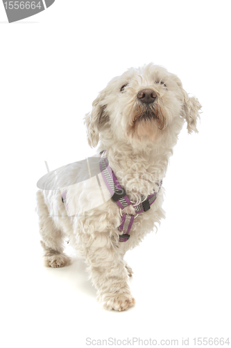 Image of Maltese dog