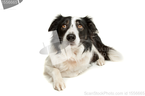 Image of black and white border collie