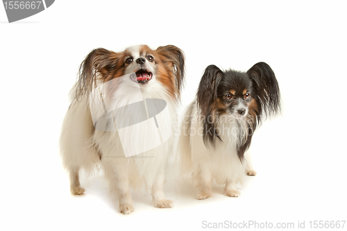 Image of two Papillon dogs